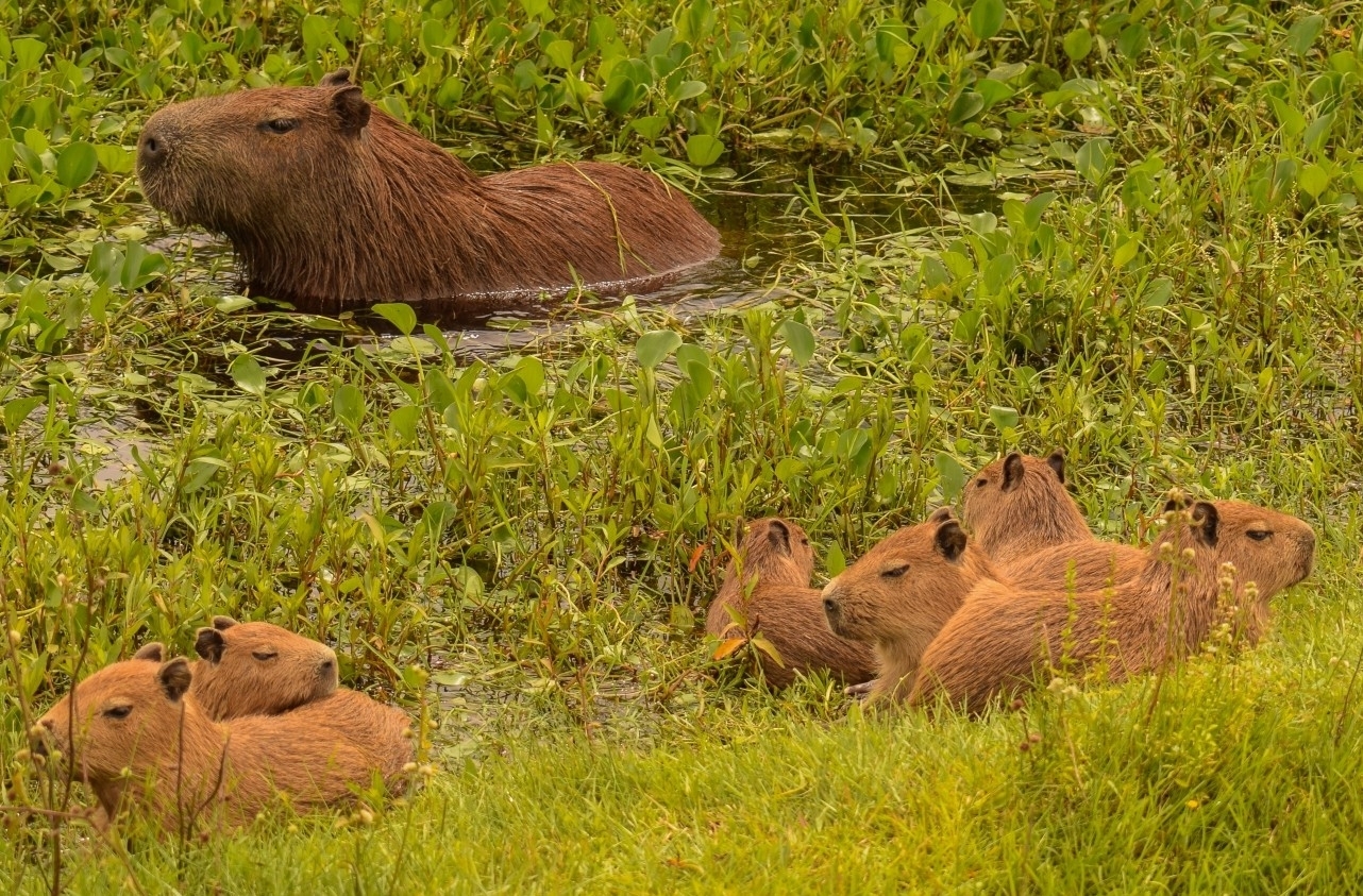foto de algumas capivara