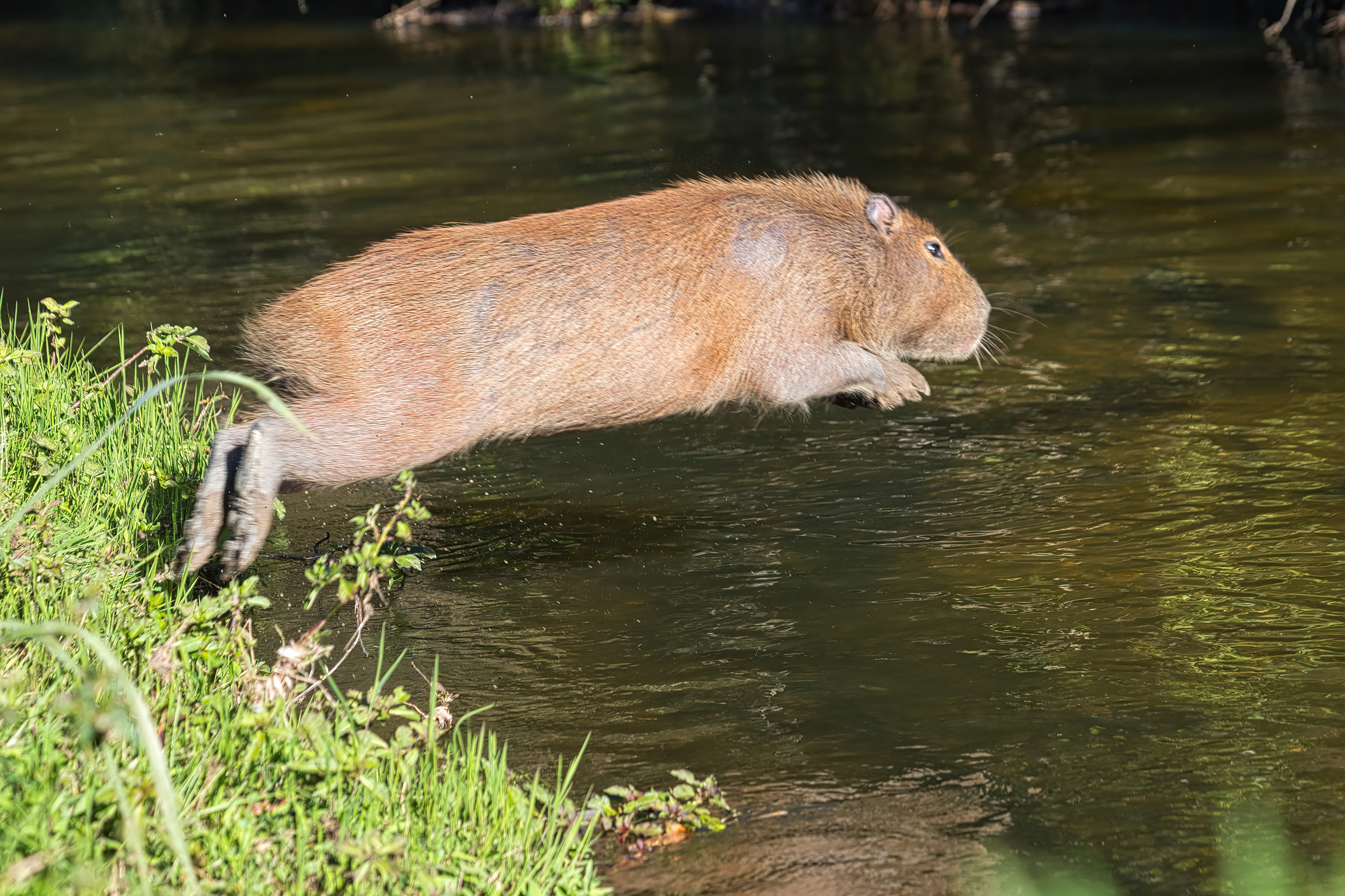 foto de algumas capivara